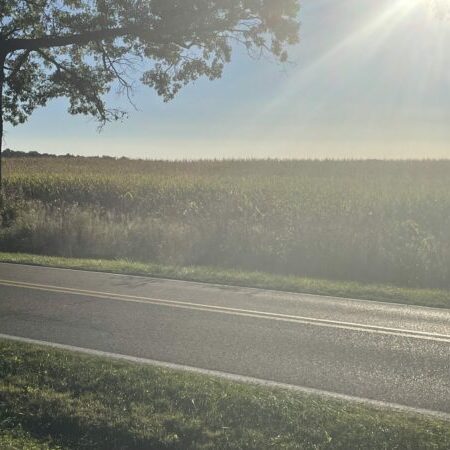 Sunny cornfield beside a road with tree.