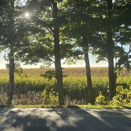 Sunlight through trees by a cornfield road.